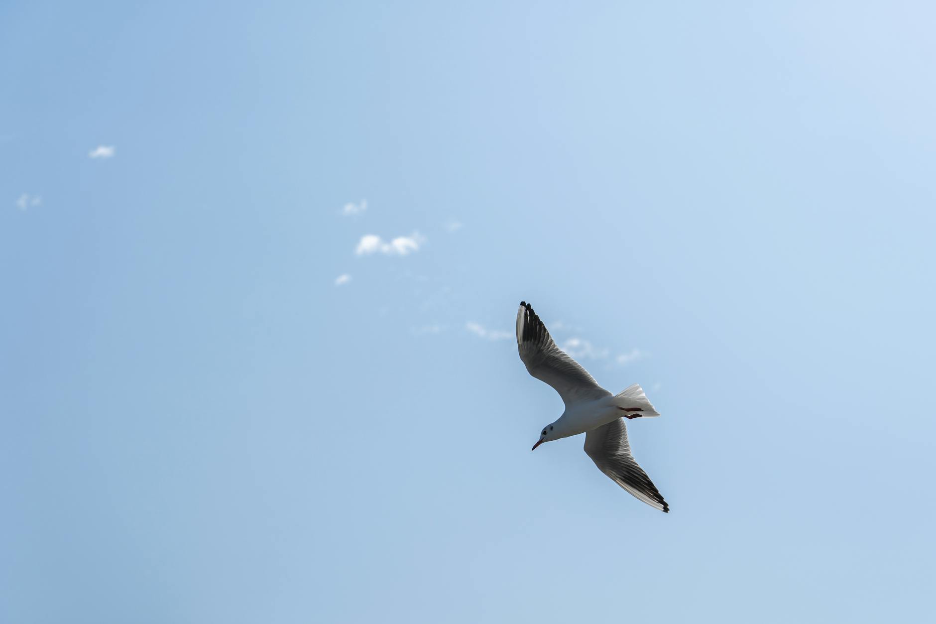 The two wings of a bird